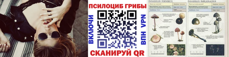 МЕГА   Звенигово  Галлюциногенные грибы Cubensis 